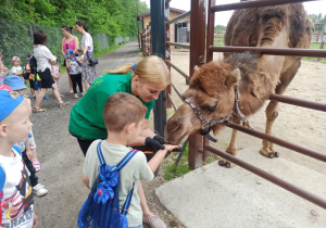 Chłopiec z grupy Słoneczka karmi wielbłąda.