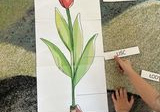 Dziewczynka z grupy Smerfy przyporządkowuje odpowiednią nazwę do budowy tulipana.