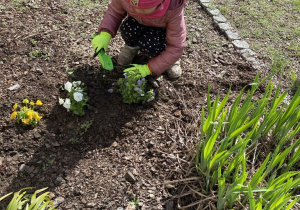 Dziewczynka przysypuje ziemią korzenie sadzonki.