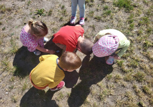 Dzieci szukają owadów w ogrodzie przedszkolnym z wykorzystaniem lup.