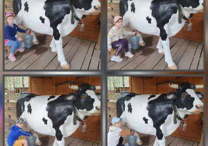 Zdjęcie to kolaż z czterech fotografii, na których dzieci z grupy Liski doją krowę.
