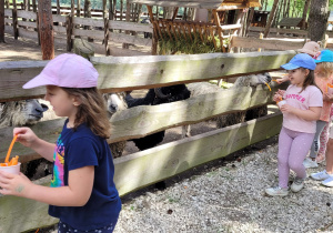Dziewczynki karmią marchewką owce.