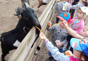 Dzieci karmiące zwierzątka marchewkami