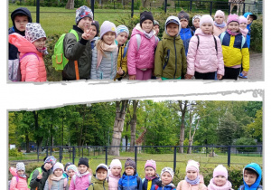 Kolaż z przedszkolakami stojącymi przed wybiegiem dla żyraf.