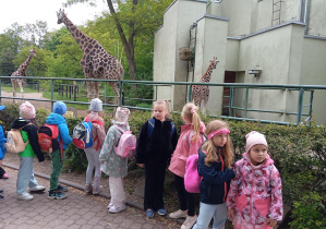 Dzieci z grupy Odkrywcy obserwują żyrafy przy ich wybiegu.