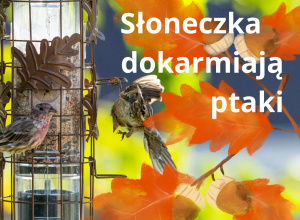 Słoneczka dokarmiaja ptaki