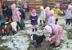 Dzieci karmią zwierzęta - kozy.