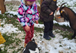 Dzieci karmią zwierzęta.