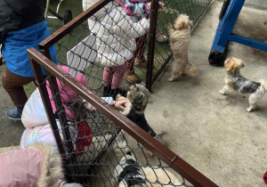 Dzieci głaszczą pieski.