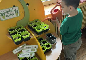 Chłopiec podlewa swoją roślinkę.