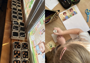 Kolaż przedstawia gotowe doniczki dzieci z nasionkami i dzieci układające logicznie historyjkę o sadzeniu tulipanów