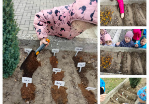 Kolaż zdjęć przedstawiający dzieci w ogrodzie przedszkolnym, jak sadzą cebulkę dymkę.