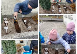 Kolaż zdjęć przedstawiający dzieci w ogrodzie przedszkolnym, jak sadzą cebulkę dymkę.