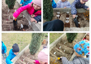 Kolaż zdjęć przedstawiający dzieci w ogrodzie przedszkolnym, jak sadzą cebulkę dymkę.