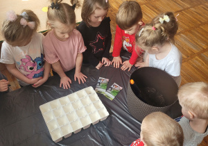 Słoneczka stoją przy stoliku i przygotowują się do siania owsa.