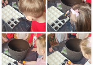 Słoneczka stoją przy stoliku i przygotowują się do siania owsa.