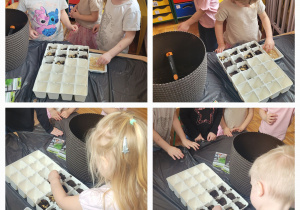 Dzieci z grupy słoneczka stoją przy stoliku i wsypują nasionka owsa do ziemi.