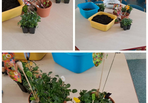 Rośliny doniczkowe na stolikach.