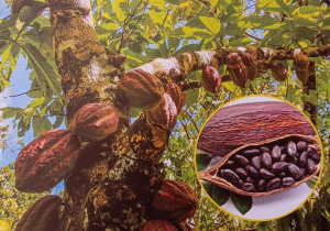 Na zdjęciu widzimy napis „Dzień Czekolady”