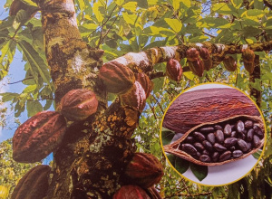 Dzień czekolady w grupie Odkrywcy