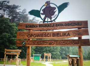 Stokrotki ukryte w Borowinach