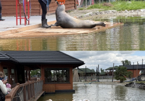 Kolaż przedstawia akrobacje foki w ZOO oraz dzikie zwierzęta