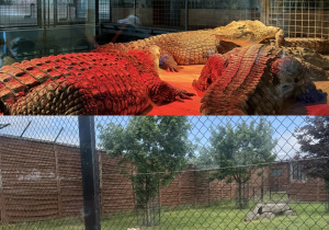 Kolaż przedstawia Smerfy zwiedzające ZOO i ptaszarnię