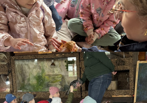 Kolaż przedstawia Smerfy i Odkrywców podczas zajęć edukacyjnych ze zwierzętami