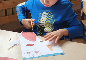 Chłopiec siedzi przy stoliku, w dłoni trzyma nożyczki z dużym zaangażowaniem wycina płuca z papieru.