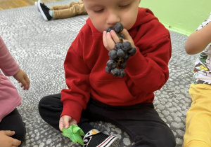 Chłopiec ogląda i poznaje zapach winogron.
