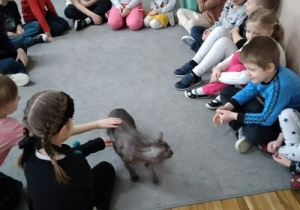 Dzieci z grupy Tropicieli gościły kotka o imieniu Zezolek. Dzieci siedzą dookoła dywanu. Na środku jest kotek. Jedno z dzieci głaszcze kotka.