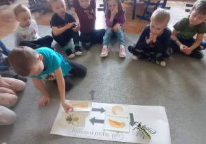 Dzieci z grupy Pszczółki siedzą na dywanie, chłopiec w niebieskiej bluzce układa ilustrację będącą ostatnim elementem w cyklu rozwoju pszczoły.