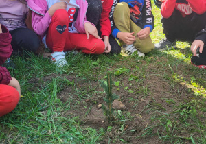 Dzieci z grupy Pszczółki i Smerfy podziwiają zasadzone drzewko iglaste.