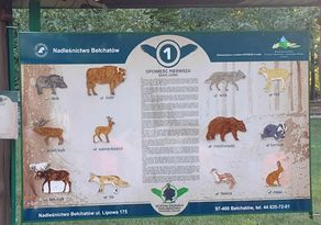 Zdjęcie przedstawia początek ścieżki edukacyjnej w Szkółce Leśnej Borowiny Nadleśnictwa Bełchatów. Stacja 1 prezentuje ssaki lasów polskich.