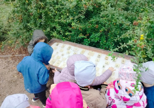 Dzieci oglądają okazy owadów w gablocie na ścieżce edukacyjnej.