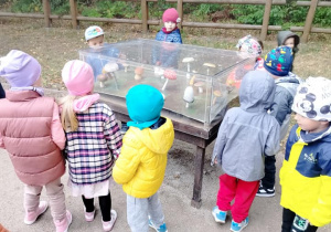 Dzieci oglądają okazy grzybów w gablocie na ścieżce edukacyjnej.